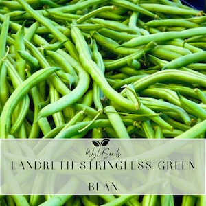 Peut inclure: Gros plan sur une pile de haricots verts Landreth Stringless Green frais et vibrants. Les haricots sont longs, fins et légèrement courbés, avec une texture lisse. L'image comprend le texte "Landreth Stringless Green Bean" et le logo Wyld Seeds.