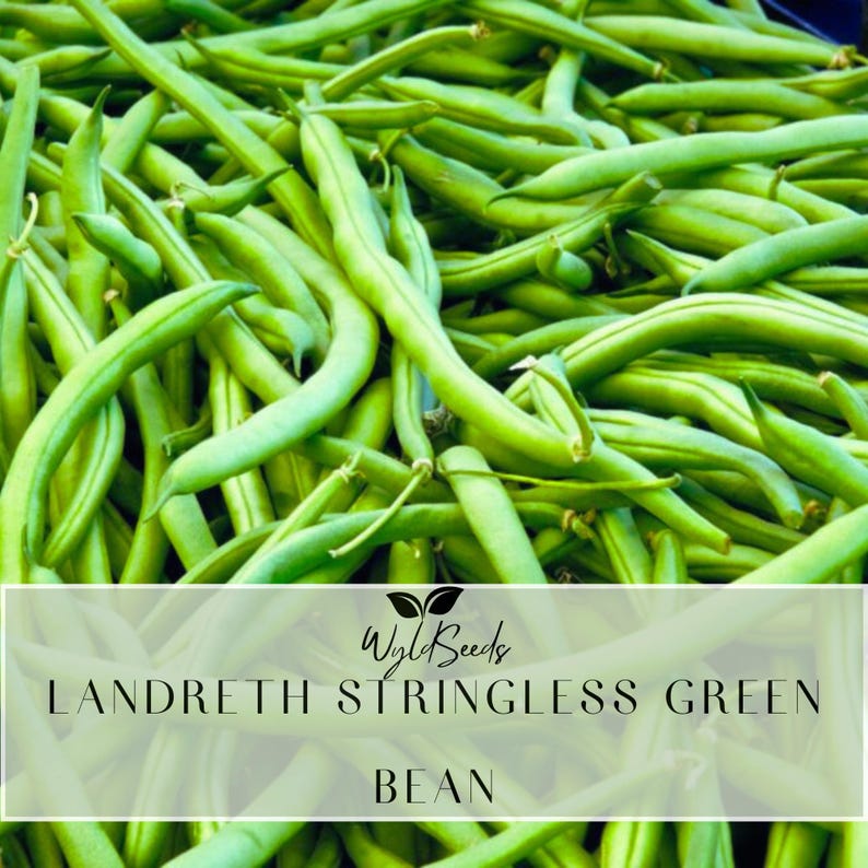 Wyld Seeds Landreth Stringless Green Bean