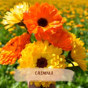 Caléndula / Flor / Comestible / Semillas / Sin OGM / Cultivada en EE. UU.