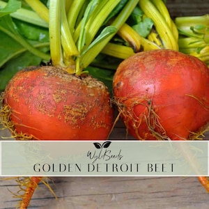 Golden Detroit Beet / Frön / Arv / Icke-GMO / Odlad i USA