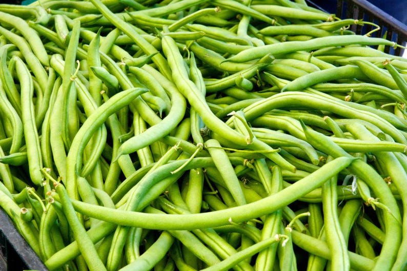 Wyld Seeds Landreth Stringless Green Bean - Thumbnail 2