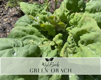 Groene orach (bergspinazie) / Zaden / GGO-vrij / Gekweekt in de VS