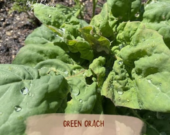 Espinaca de montaña (Azucena verde) / Semillas / Sin OMG / Cultivada en EE. UU.