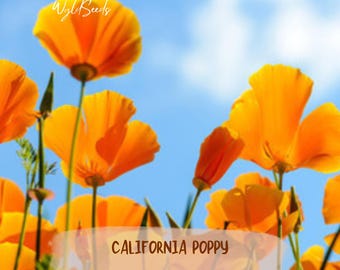 Kalifornisk vallmo / Blomma / Frön / Icke-GMO / Odlad i USA