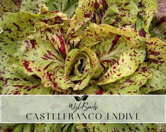 May include: Close-up of a head of Castelfranco Endive lettuce. The leaves are a mix of light green and yellow, speckled with deep red spots and veins. The text "Wyld Seeds" and "Castelfranco Endive" is displayed on a white banner.