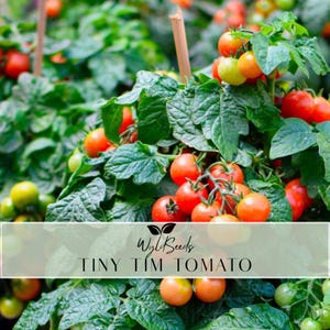 Peut inclure: Gros plan sur un plant de tomates avec des tomates cerises rouges et vertes. La plante a de grandes feuilles vertes et est soutenue par un tuteur en bois. Le texte "Tiny Tim Tomato" est affiché sur une bannière.