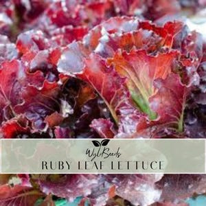 May include: Close-up of Ruby Leaf Lettuce. The image showcases vibrant red and purple leaves with ruffled edges. The lettuce has a fresh, crisp appearance, with some green stems visible. The text "Ruby Leaf Lettuce" is displayed on a banner.