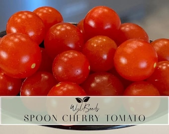 Pomodoro a cucchiaio / Semi / Biologico / Non OGM / Coltivato negli Stati Uniti