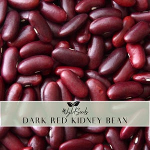 May include: A close-up shot of dark red kidney beans. The beans are a deep burgundy colour, with a smooth, glossy texture. The image includes the text "Dark Red Kidney Bean" and the logo "Wyle Seeds".