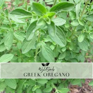 May include: Close-up of fresh Greek oregano plant with vibrant green leaves. The image features the text "Wyld Seeds" and "Greek Oregano" in a white rectangular banner, highlighting the herb's name and source.