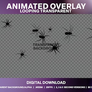 Puede incluir: Superposición animada de ocho arañas negras arrastrándose sobre un fondo transparente. La superposición es en bucle y tiene un fondo transparente. El texto "TRANSPARENT BACKGROUND" es visible en el centro de la imagen.
