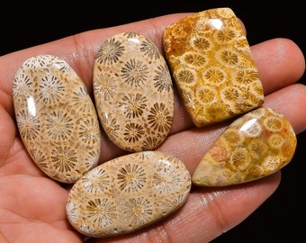 Very Beautiful & Natural Fossil Coral Gemstone Cabochon, Loose Gemstone, Wholesale Lot, Loose Jewelry, Silver Jewelry, Wire Wrap Jewelry