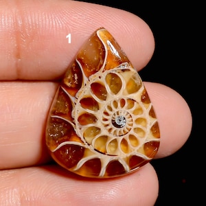 May include: A teardrop-shaped ammonite fossil cabochon featuring a polished surface with a spiral chamber pattern in shades of amber, brown, and cream. The stone displays intricate, naturally formed septarian lines and a distinct number 1.