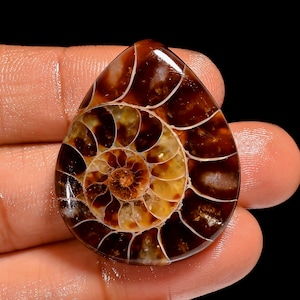 May include: A polished, teardrop-shaped ammonite fossil cabochon featuring a spiral pattern with deep brown, amber, and cream-coloured chambers. The fossil displays intricate, naturally occurring septa lines that divide the shell segments.