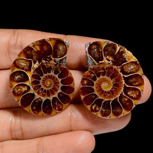 Concha de Amonita Natural Cabochão Par de Conchas de Amonita Pedra Fóssil Concha de Amonita Reiki Heeling Concha de Amonita Par de Pedras 30X25X5 mm Tamanho Par