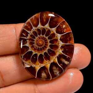 May include: A polished, oval-shaped ammonite fossil cabochon featuring a deep brown, translucent surface with intricate, cream-coloured spiral chambers radiating from the centre. The fossil displays a smooth, glossy finish and natural patterns.