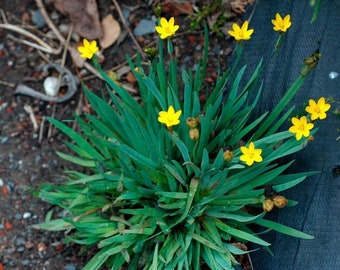 Yellow or Golden-eyed grass plant, Sysirinchium californicum