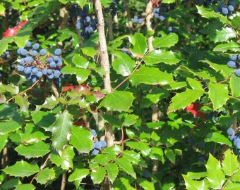 May include: Close-up of a bush with vibrant green leaves and clusters of small, dark blue berries. The leaves have a glossy texture and a jagged edge. Some leaves have red hues. The image is well-lit, highlighting the natural colors.