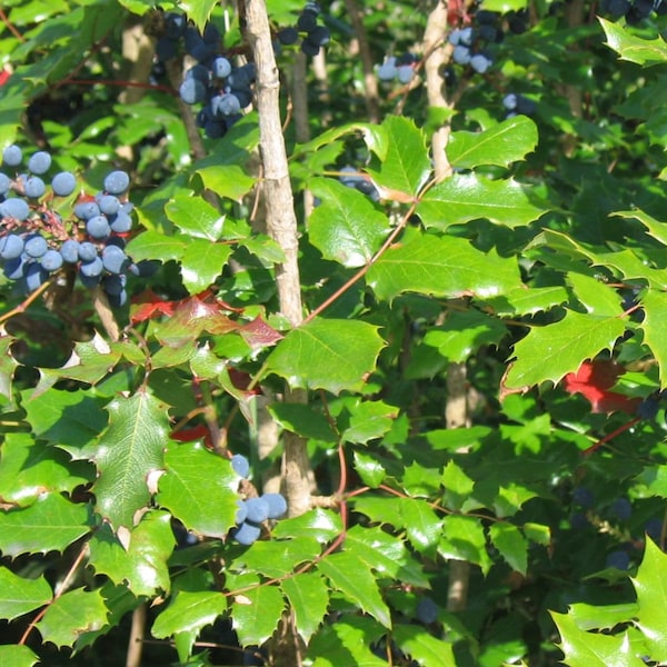 50 Tall Oregon Grape Seeds, Mahonia aquifolium
