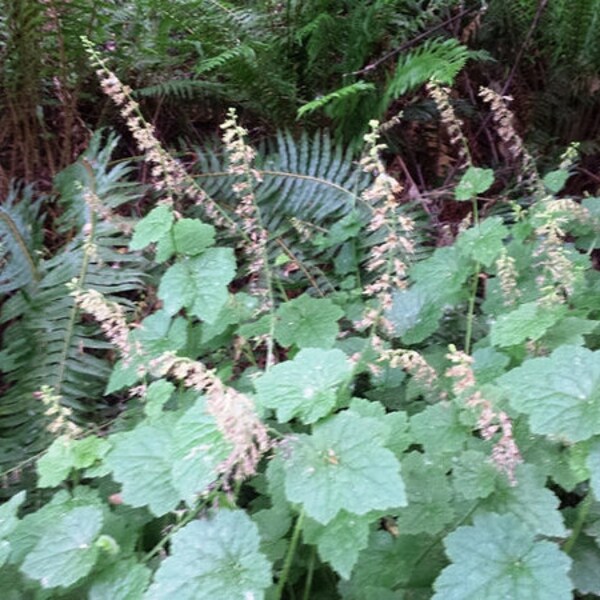 Piggyback plant, Tolmiea menziesii