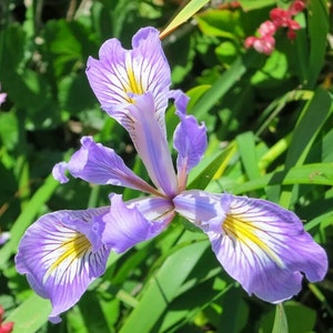 Evergreen Douglas Iris, Iris douglasiana