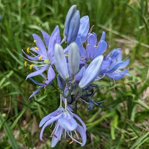 Common or Small Camas Lillies, Camassia quamash