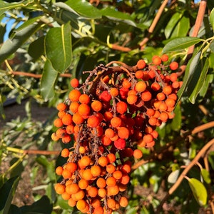 Pacific Madrone plants, Arbutus menziesii, Pacific coast native evergreen tree