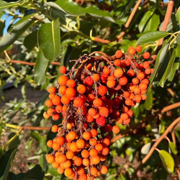 25 Pacific Madrone, Arbutus menziesii, ripe berries for propagation