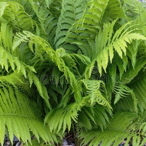 May include: A close-up of a lush green fern plant with delicate fronds. The fern is growing in a natural setting, with the leaves unfurling and reaching towards the light.