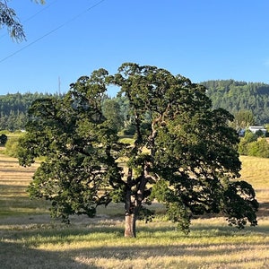May include: A large, green oak tree stands in a field of golden grass. The tree has a wide canopy and many branches. The field is surrounded by a forest of trees in the background.