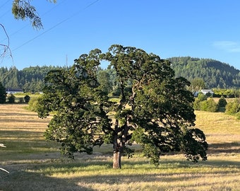 Oregon white oak, Quercus garryana,