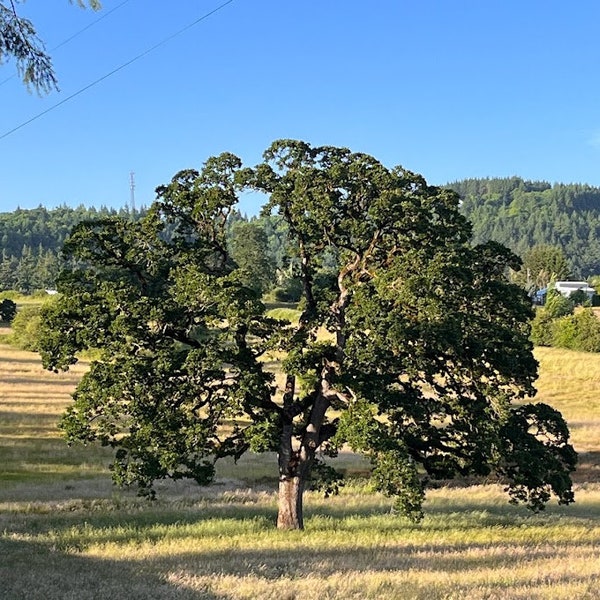 Oregon white oak, Quercus garryana,