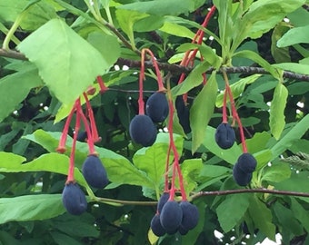 May include: A close-up of a branch with dark blue berries hanging from red stems. The berries are clustered together and have a smooth, shiny surface. The leaves are green and provide a backdrop for the berries.