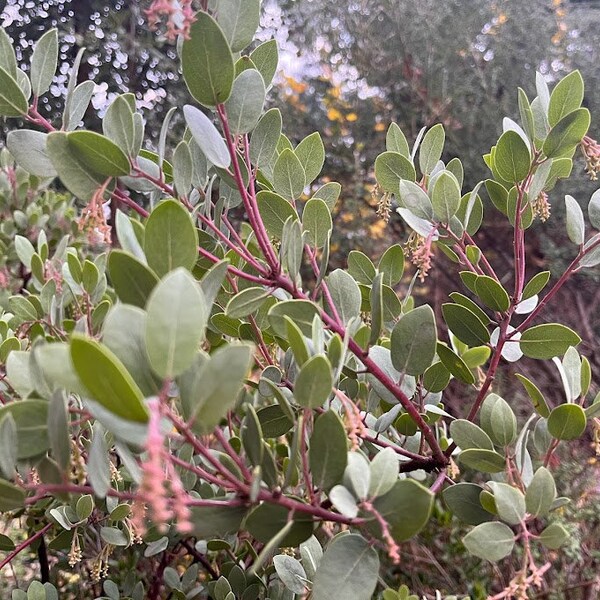 25 seeds, Hairy Manzanita, Arctostaphylus columbiana