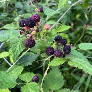 May include: Close-up of a blackberry bush with ripe, dark purple berries. The berries are clustered on thorny stems among green leaves. Some berries are still pink and unripe. White flowers are visible in the background.