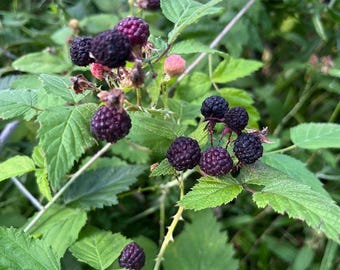 May include: Close-up of a blackberry bush with ripe blackberries growing on the branches. The berries are surrounded by green leaves.