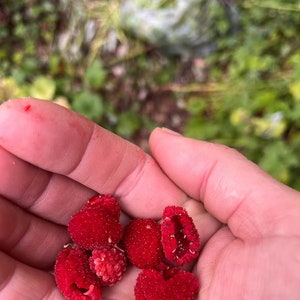May include: A hand holding five red raspberries. The raspberries are slightly crushed and have a soft, fleshy texture.