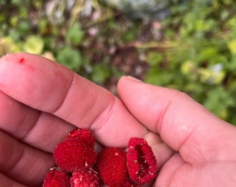 Thimbleberry, Rubus parviflorus