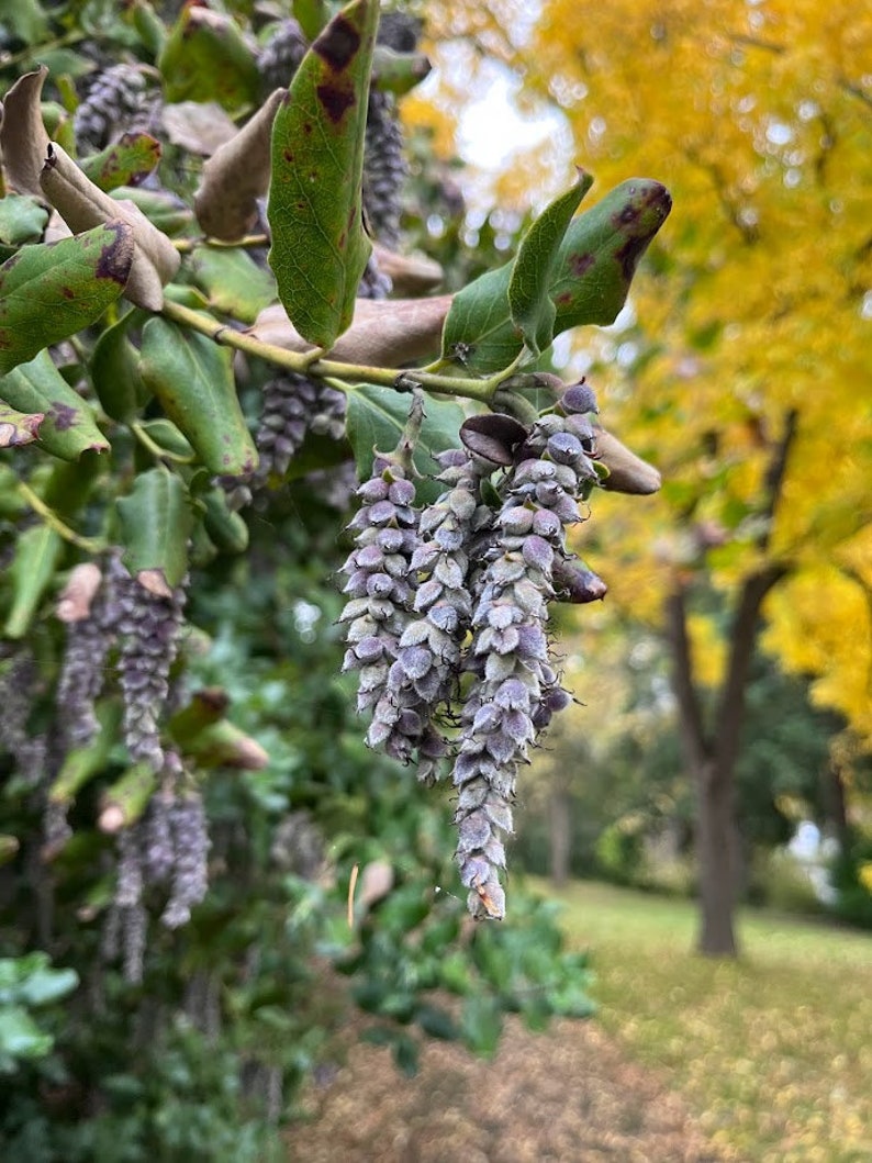 Coast Silk Tassel, Garrya elliptica image 7