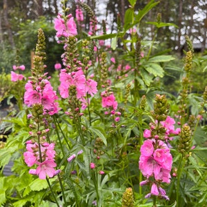 Más de 50 semillas de Sildacea hendersonii, una flor perenne nativa del noroeste del Pacífico.
