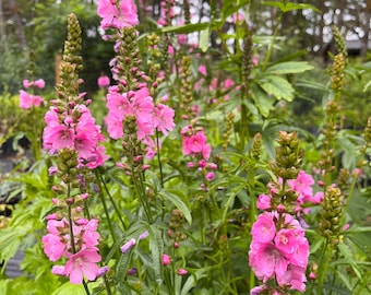 May include: A close-up of a cluster of pink flowers with green leaves and stems. The flowers are in bloom and have a delicate, feminine appearance.