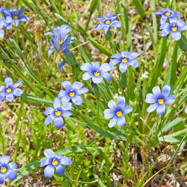 Blue-eyed grass, Sisyrinchium idahoense