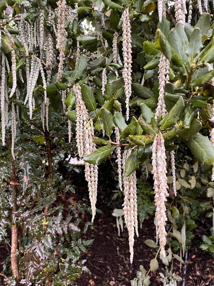 Coast Silk Tassel Bush, Garrya Elliptica, Pacific Coast