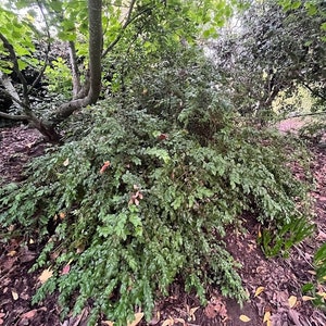 Evergreen Huckleberry, Vaccinium ovatum image 4
