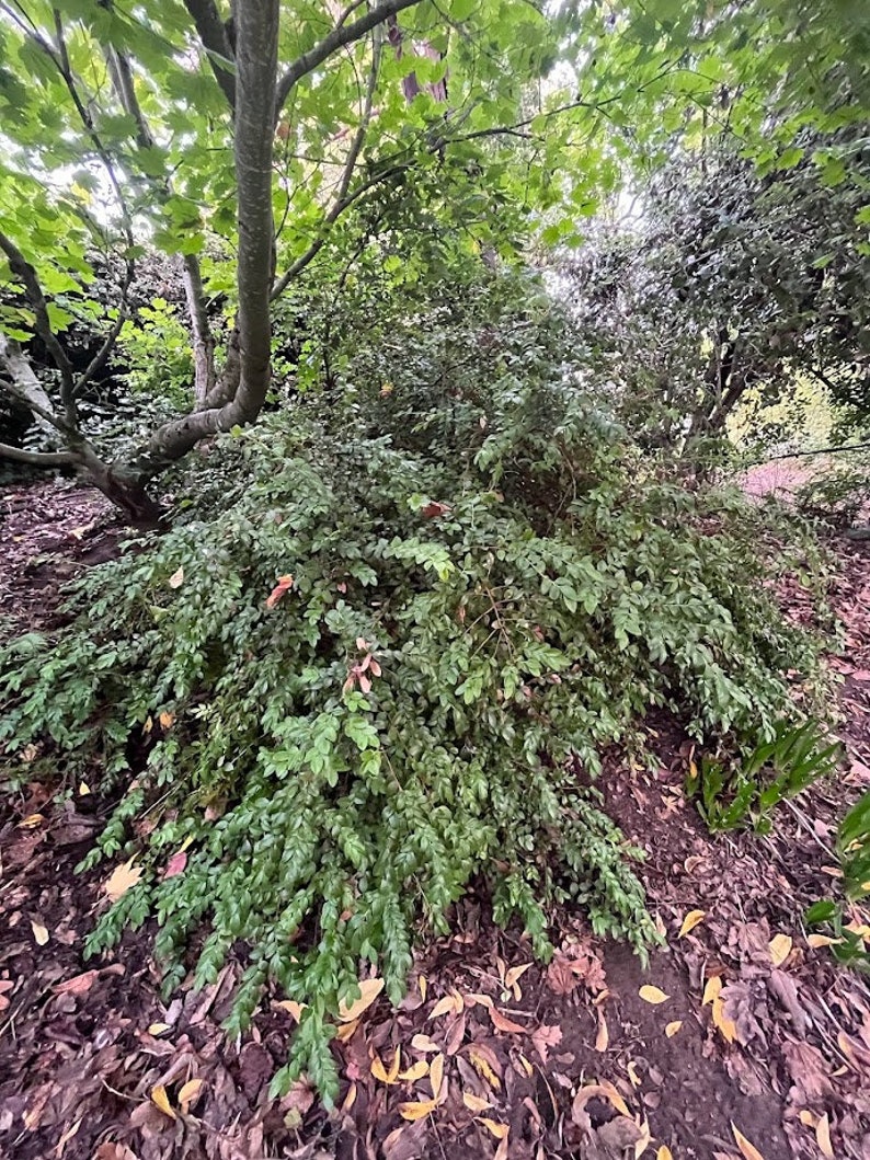 Evergreen Huckleberry, Vaccinium ovatum image 4