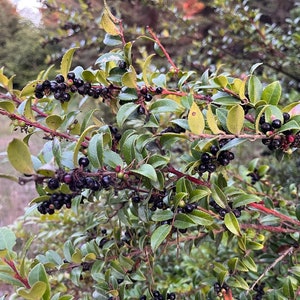 Evergreen Huckleberry, Vaccinium ovatum image 2