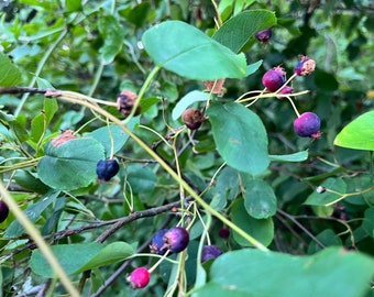 Serviceberry amelanchier Canadensis 1 Plant 3-4 Feet - Etsy