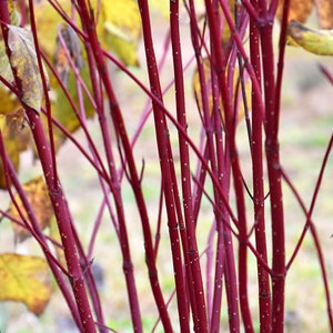 Red osier (twig) dogwood, Cornus sericea, PNW native seeds and plants