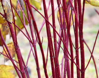 Red osier (twig) dogwood, Cornus sericea, PNW native seeds and plants