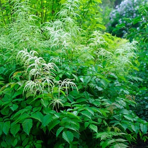 Goatsbeard, Aruncus dioicus